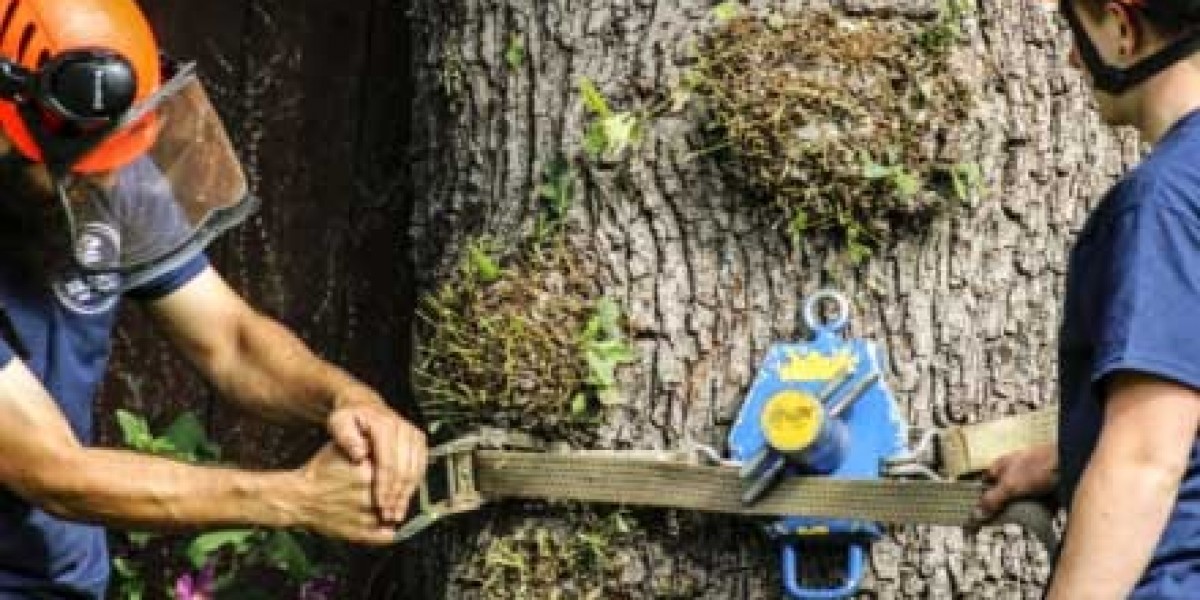 Hull Tree Surgeons – Safe Tree Removal & Maintenance